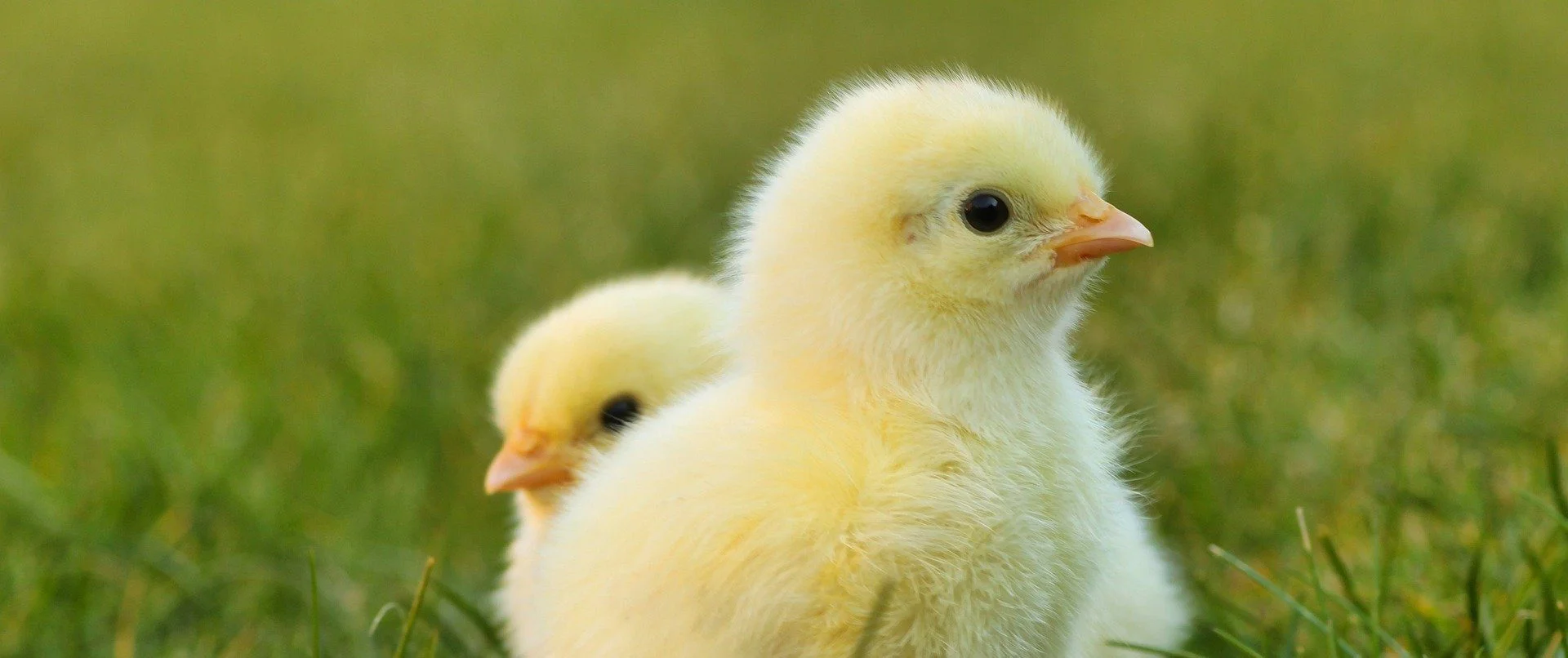 Poussins jaunes le village des Poules