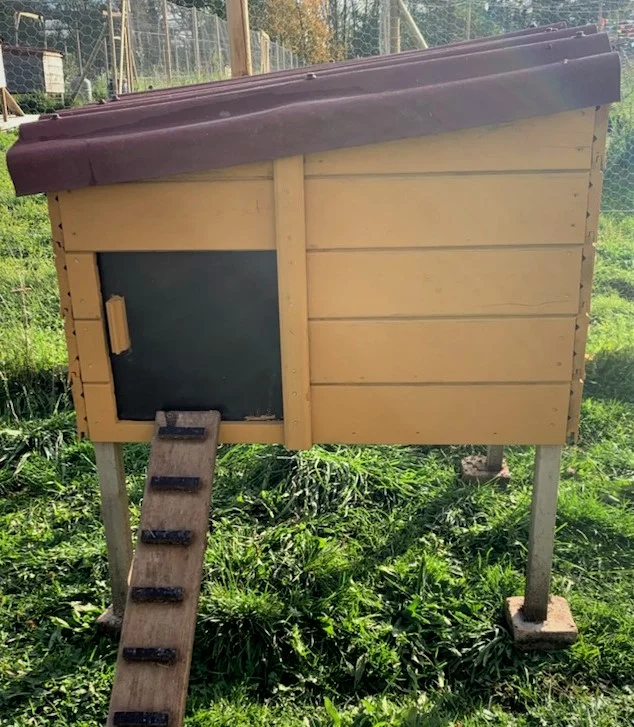 poulailler bois 4 à 8 poules jaune face