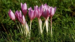 colchique plante dangereuse pour les poules