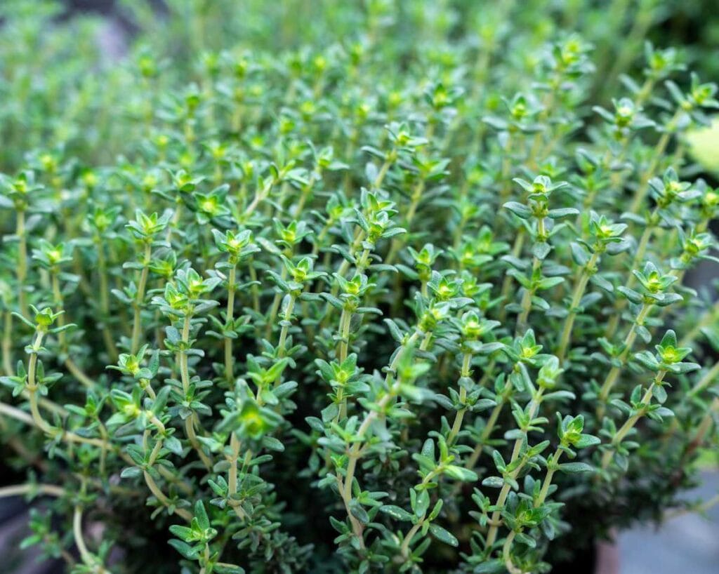 thym bonne plante pour les poules