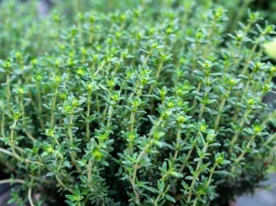thym bonne plante